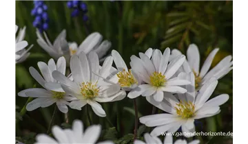 Gartenbaumschule Becker