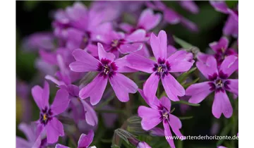 Gartenbaumschule Becker