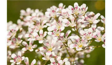 Gartenbaumschule Becker