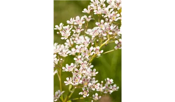 Gartenbaumschule Becker