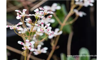 Gartenbaumschule Becker