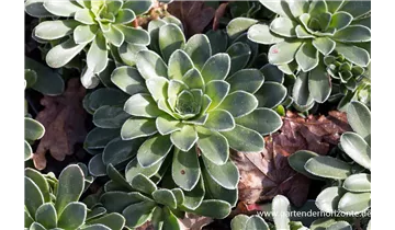 Gartenbaumschule Becker