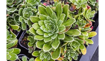 Gartenbaumschule Becker