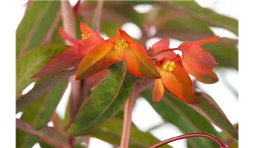 Gartenbaumschule Becker