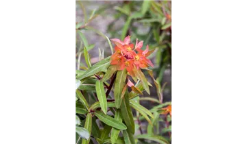 Gartenbaumschule Becker