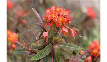 Gartenbaumschule Becker
