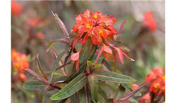 Gartenbaumschule Becker