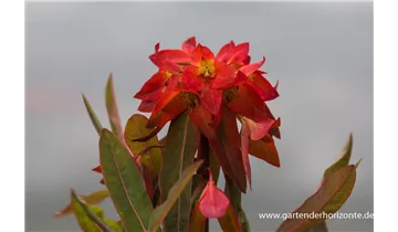 Gartenbaumschule Becker