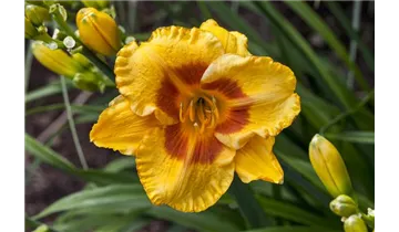 Gartenbaumschule Becker