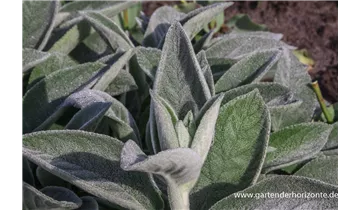 Gartenbaumschule Becker