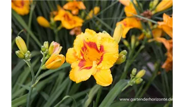 Gartenbaumschule Becker