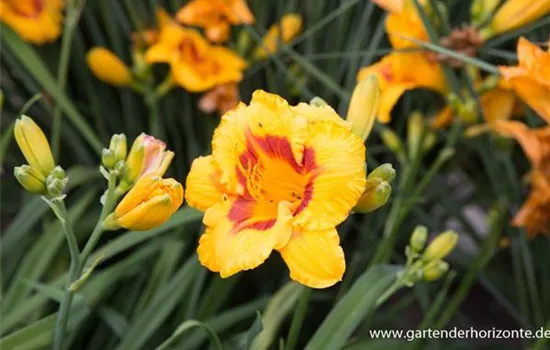 Garten-Taglilie 'Fooled Me'