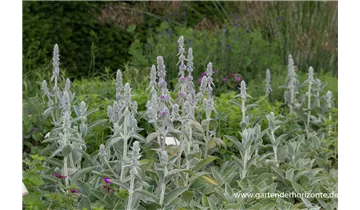 Gartenbaumschule Becker