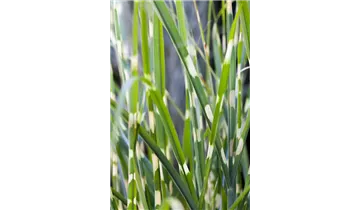 Gartenbaumschule Becker