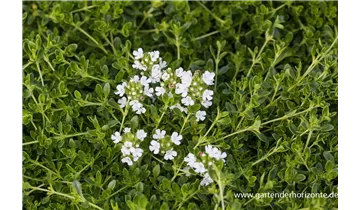 Gartenbaumschule Becker