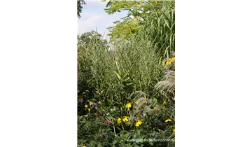 Gartenbaumschule Becker