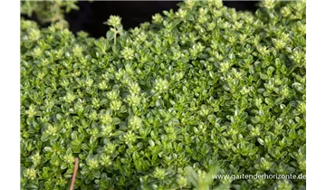 Gartenbaumschule Becker