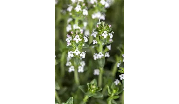 Gartenbaumschule Becker