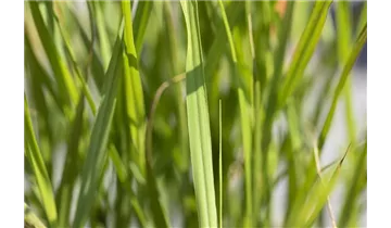 Gartenbaumschule Becker