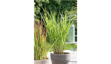 Gartenbaumschule Becker