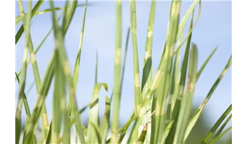 Gartenbaumschule Becker