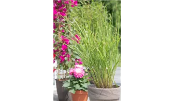 Gartenbaumschule Becker