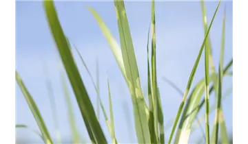 Gartenbaumschule Becker