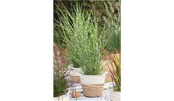 Gartenbaumschule Becker