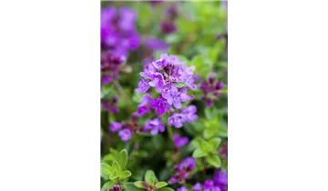 Gartenbaumschule Becker