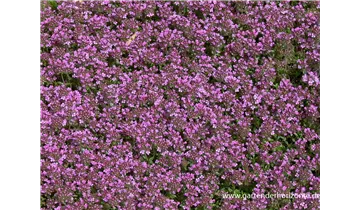 Gartenbaumschule Becker