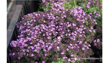 Gartenbaumschule Becker