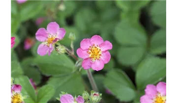 Gartenbaumschule Becker