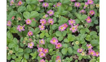 Gartenbaumschule Becker