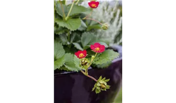 Gartenbaumschule Becker