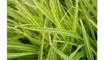 Gartenbaumschule Becker