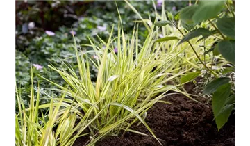 Gartenbaumschule Becker