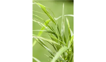 Gartenbaumschule Becker