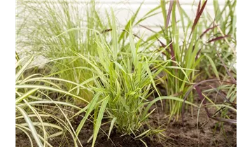 Gartenbaumschule Becker