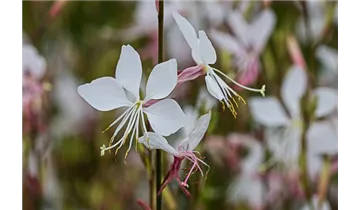 Gartenbaumschule Becker