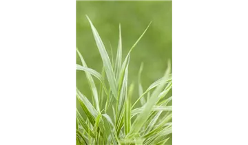 Gartenbaumschule Becker