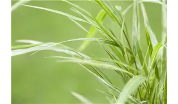 Gartenbaumschule Becker