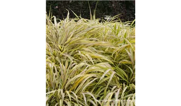 Gartenbaumschule Becker