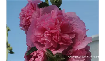 Gartenbaumschule Becker