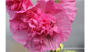 Gartenbaumschule Becker