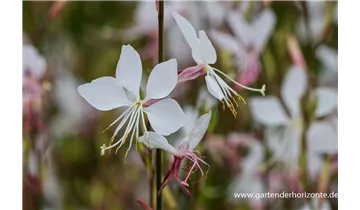 Gartenbaumschule Becker
