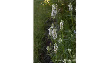 Gartenbaumschule Becker