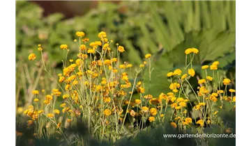 Gartenbaumschule Becker