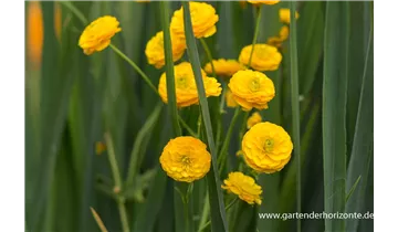 Gartenbaumschule Becker