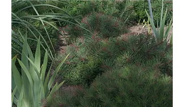 Gartenbaumschule Becker