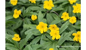 Gartenbaumschule Becker